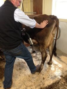 How To Milk a Cow that Kicks Image